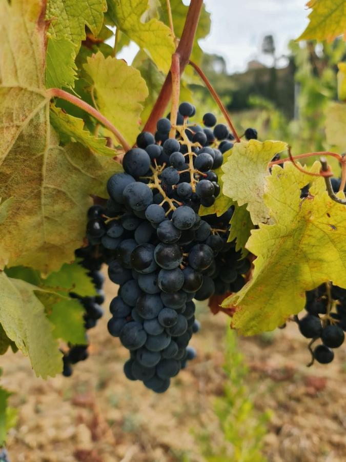 Podere Borgaruccio Peccioli Luaran gambar